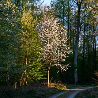 Blhende Vogelkirsche am Wegrand im Abendlicht