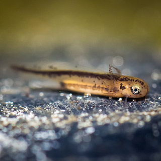 young newt larva (alpine newt)