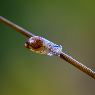 Schnecke auf einem Halm