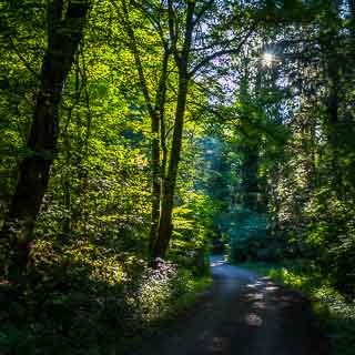 Waldweg durch das Schaichtal am Schnbuch am frhen Morgen mit durch das Bltterdach scheinender Sonne