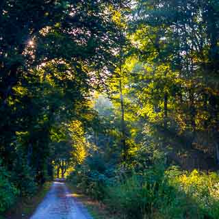 forest track through the Schaichtal in morning light