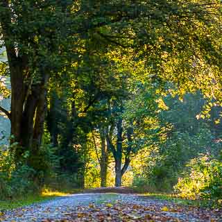 forest track through the Schaichtal in the morning light