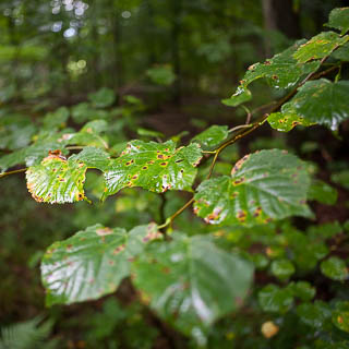 feuchte Lindenbltter mit Blattschden im Wald