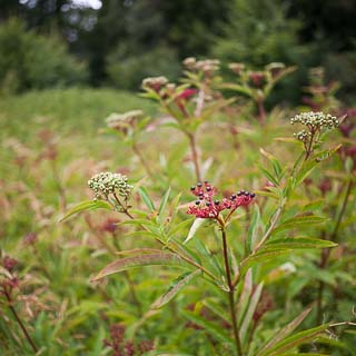 Sambucus ebulus (dwarf elder)