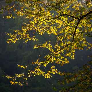 linden leaves (Tilia spec.) with backlight