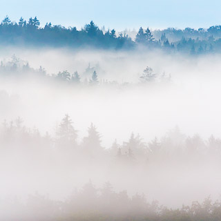 fog in the Schnbuch forest