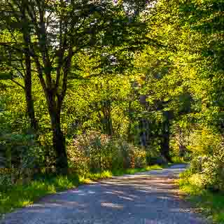 Weg durch das Schaichtal im Abendlicht