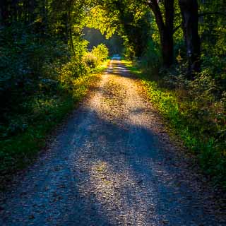 forest track through the Schaichtal in evening light