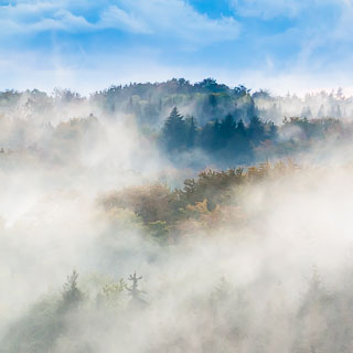Waldgebiet im Nebel (Schnbuch)