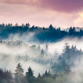 Schnbuch (Wald) zwischen Nebel und Abendrot
