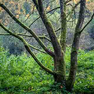 tree trunk in the Schaichtal valley