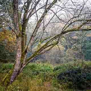 limetree in the Schaichtal valley