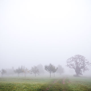Streuobstwiese (orchard) with fruit trees on the Schaichberg in fog