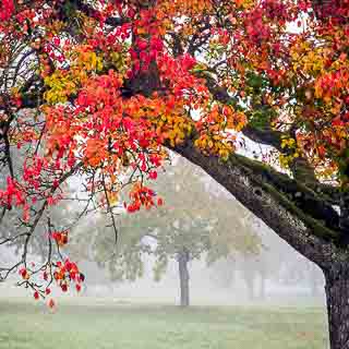 Birnbaum mit rotem Herbstlaub auf einer Streuobstwiese im Nebel