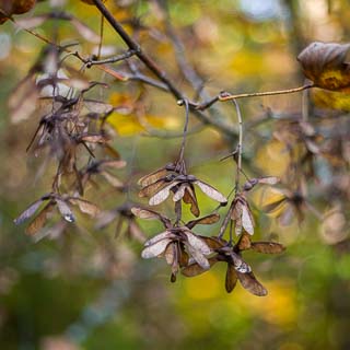 Bergahornflieger / Samen (Acer pseudoplatanus)