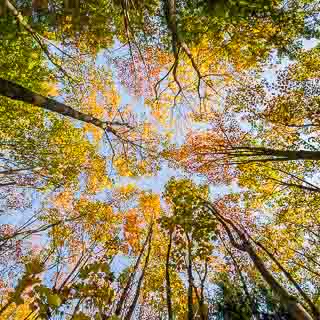 Acer pseudoplatanus forest