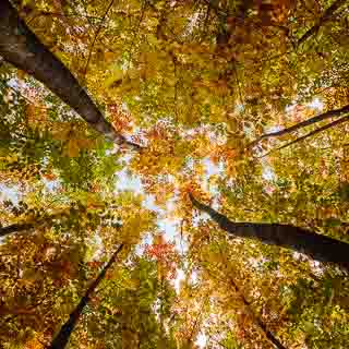 red oak forest in autumn