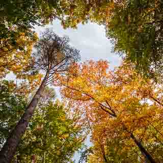 Herbstwald mit farbenfrohen Roteichen, Kiefer und Rotbuchen