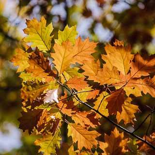 red oak leaves in autumn