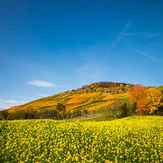 Hofbhl - Weinberg bei Metzingen Neuhausen im Herbst mit Senffeld und blauem Himmel