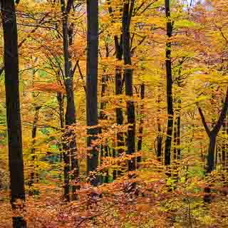 Buchenwald am Albtrauf in vollen Herbstfarben