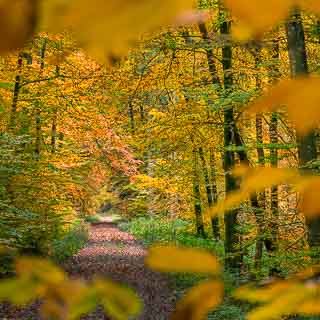 forest track through the Kirnbachtal in the Schnbuch in autumn