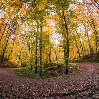 forest track with hairpin bend in the Kirnbachtal (Schnbuch) in autumn