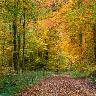 forest track through the Kirnbachtal (Schnbuch) in autumn