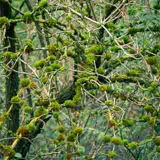 moss-covered elderberry branches