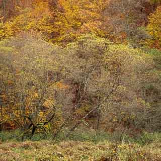 willows along the Schaich creek in autumn