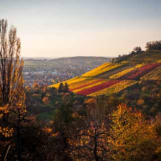 Metzingen Weinberg in autumn