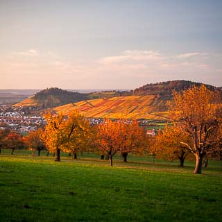 Herbstliche Kirschbaum-Obstwiese im Ermstal bei Dettingen mit den Metzinger Weinbergen im Hintergrund