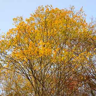 Baumkrone einer Sal-Weide (Salix caprea) im Herbst mit gelb verfrbtem Laub