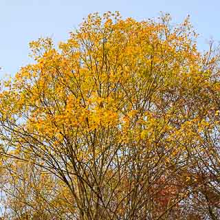 Salix caprea (goat willow) in autumn