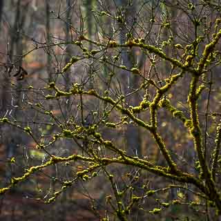 moss-covered elderberry