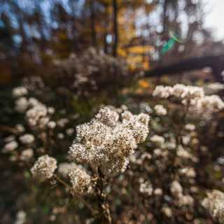 Eupatorium cannabinum seeds with blurred background