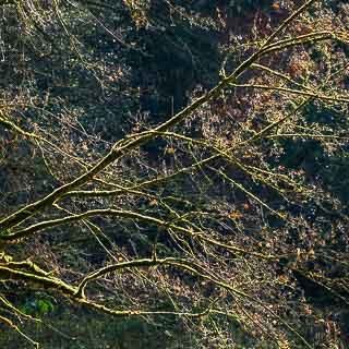 backlit field maple branches with moss cover