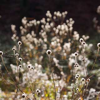 Dipsacus pilosus with backlight