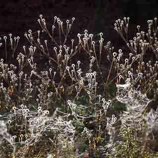 Behaarte Karden (Dipsacus pilosus) mit Spinnweben