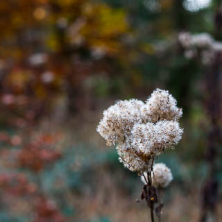 Eupatorium cannabinum seeds