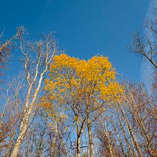 Salix caprea (goat willow) in autumn