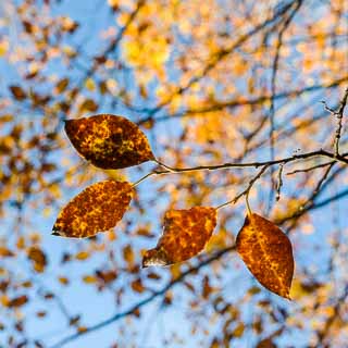 Salix caprea (goat willow) autumn leaves