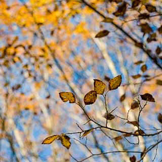 Salix caprea in autumn