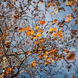 Rotbuchenlaub im Herbst