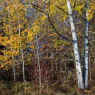 Gelbes Herbstlaub einer Zitterpappel (Populus tremula) am Waldrand