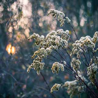 Goldrute im Abendlicht