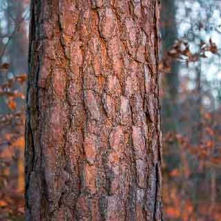 pine trunk