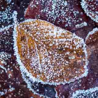 herbstliches Blatt einer Salweide mit Reif