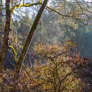 shrubs with evaporazing frost