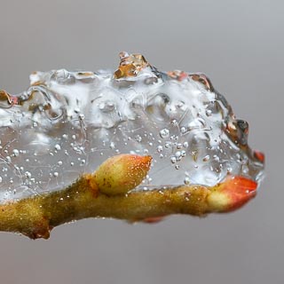 ice on a branch with buds